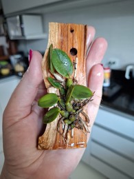 Ponto de Cultura ACOA Orquídeas é realizado no SISTA-MS - Circuito da Oficina da Primavera – Cultura, Arte e Sustentabilidade com Orquídeas